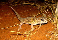Chondrodactylus angulifer