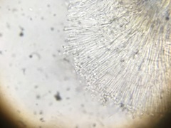 Trichoderma flavipes