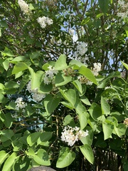 Syringa