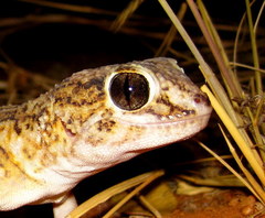 Chondrodactylus angulifer