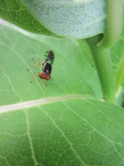 Odontomyia cincta