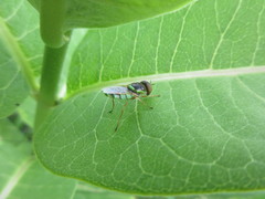 Odontomyia cincta
