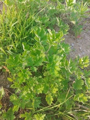 Artemisia princeps