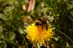 Bombus bohemicus