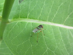 Odontomyia cincta