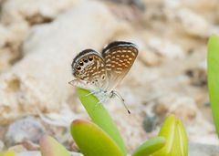 Brephidium exilis isophthalma