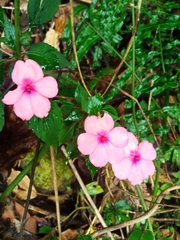 Impatiens