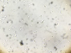 Trichoderma flavipes