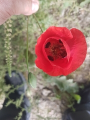 Papaver umbonatum