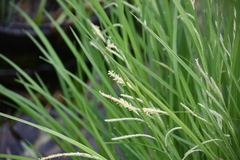 Carex prasina