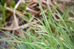 Carex prasina
