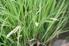 Carex prasina