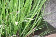 Carex prasina