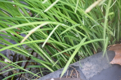 Carex prasina
