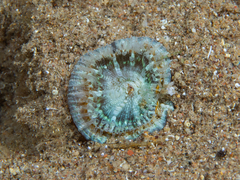 Sclerophyllia