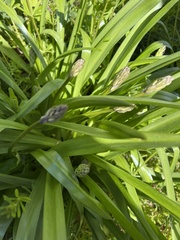 Hyacinthoides italica
