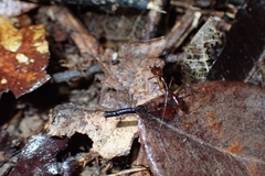 Odontomachus rixosus