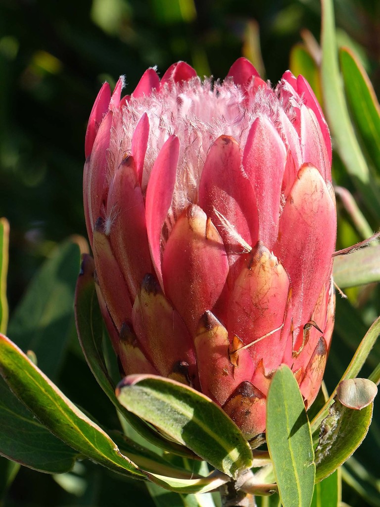 Protea laurifolia × repens