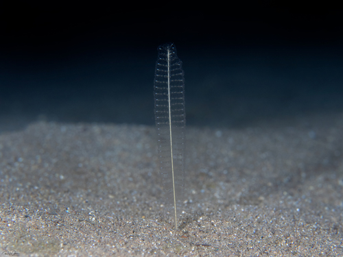 Scytaliopsis djiboutiensis
