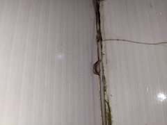 Meghimatium bilineatum