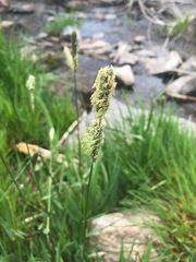 Alopecurus arundinaceus