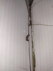 Meghimatium bilineatum