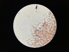 Rhizochaete radicata
