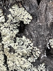 Parmeliopsis hyperopta