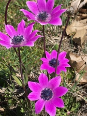 Anemone