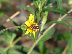 Dianthidium