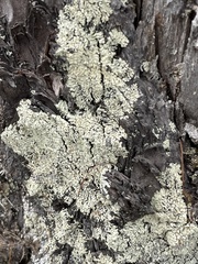 Parmeliopsis hyperopta