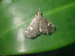 Protonoceras capitalis