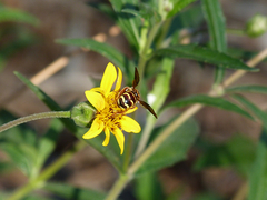 Dianthidium