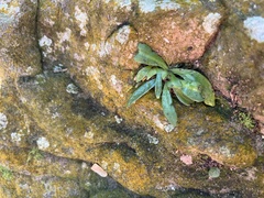 Stenoglottis