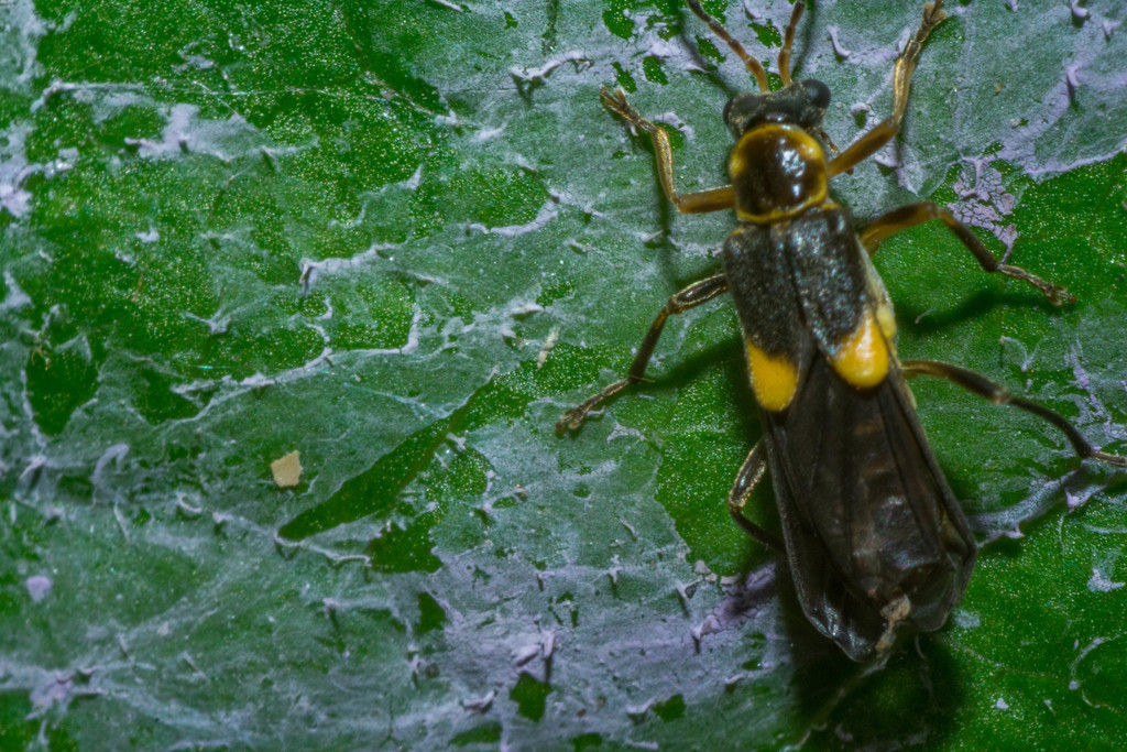 Trypherus latipennis