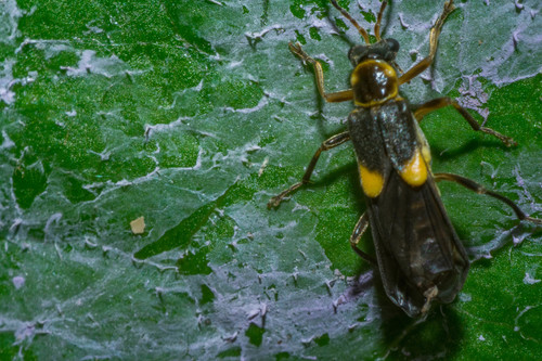Trypherus latipennis