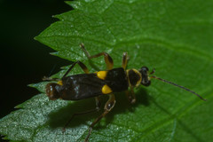 Trypherus latipennis