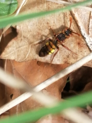 Nomada marshamella