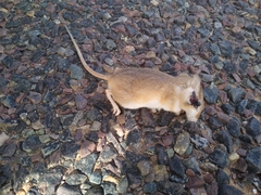 Gerbillus hoogstraali