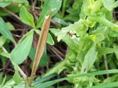 Pseudomyrmex gracilis
