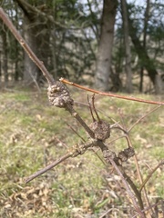 Callirhytis quercuscornigera