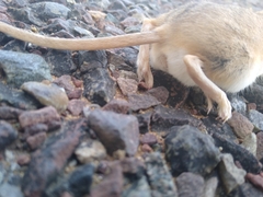 Gerbillus hoogstraali