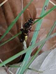Nomada marshamella