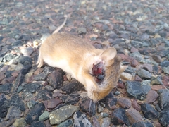 Gerbillus hoogstraali