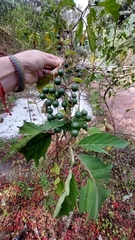 Solanum stellatiglandulosum