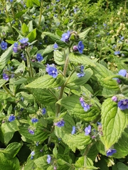 Pentaglottis sempervirens