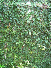 Ficus pumila