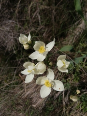Thalictrum tuberosum