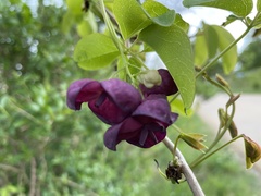 Akebia