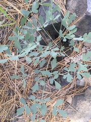 Lomatium californicum